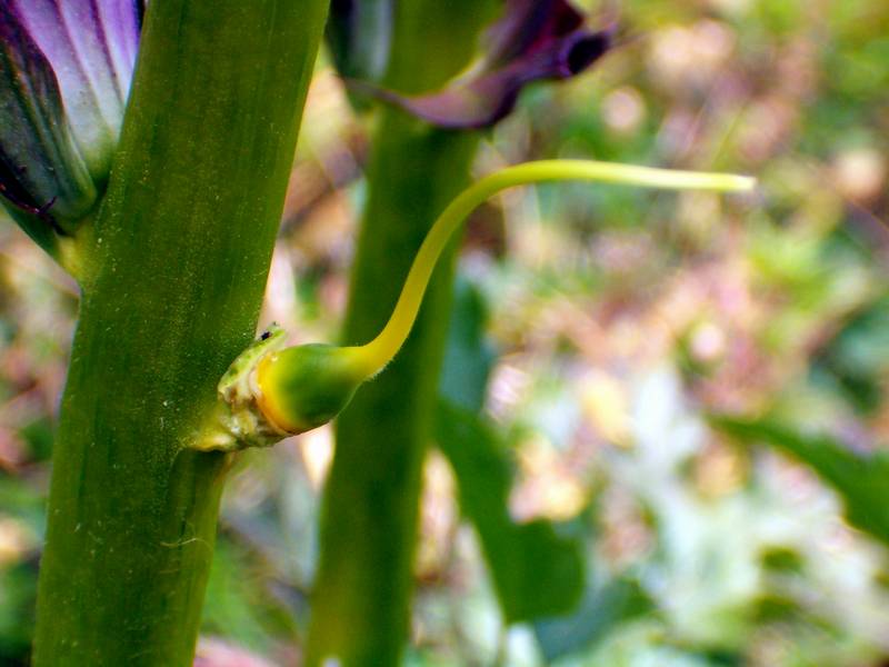 Acanthus mollis / Acanto comune, Branca orsina